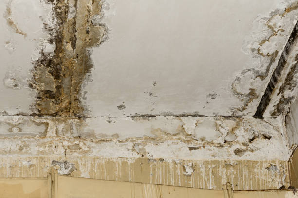 Best Environmental Consulting for Mold Prevention  in USA